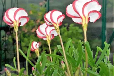 flores