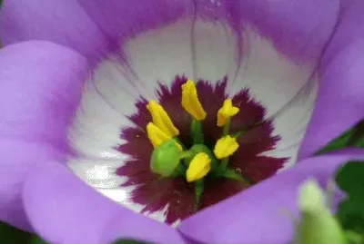 Eustoma