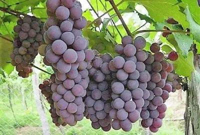 frutas
