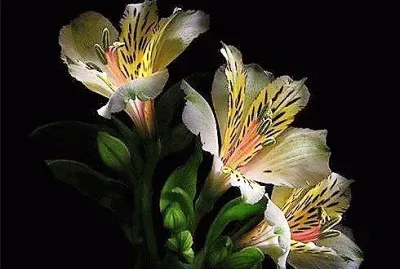 flores