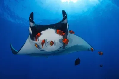 Manta