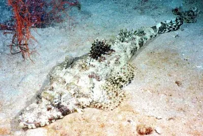 Coccodrillo