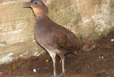 Tinamo dalla testanera