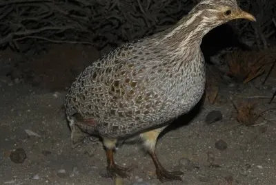 Tinamo della patagonia