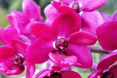 פאזל של flores