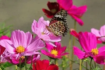 flores