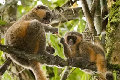 Apelemuro dorato