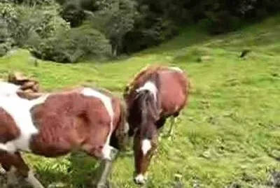 פאזל של Andino