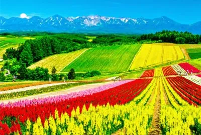 פאזל של å½©è‰²èŠ±åœƒ