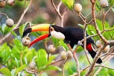 Tucan