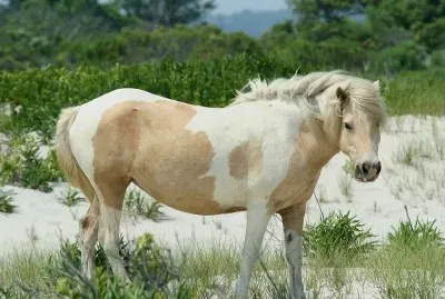Assateagne