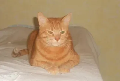 Soriano dal pelo arancione