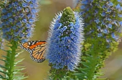 Drachenkopf jigsaw puzzle