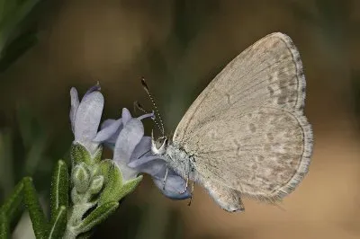 Common grass blue