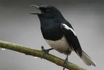 Oriental magpie robin
