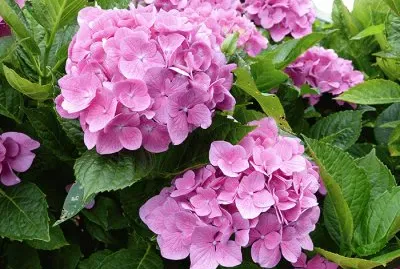 פאזל של Hortensia