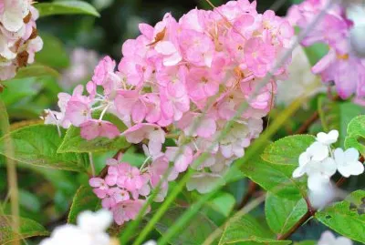 פאזל של Hortensia