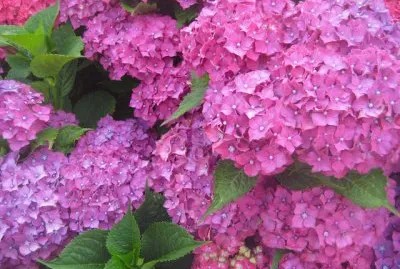Hortensia