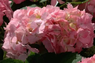 פאזל של Hortensia