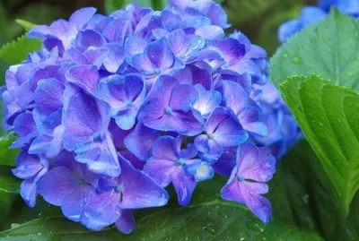 פאזל של Hortensia