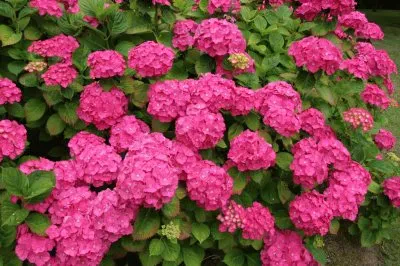 פאזל של Hortensia