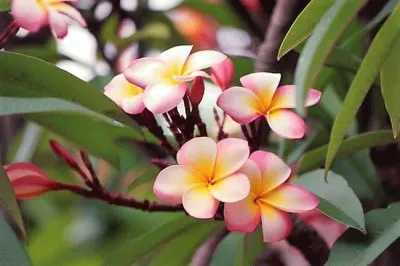 flores jigsaw puzzle