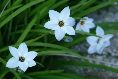 Ã‰toile du printemps