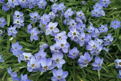 Ã‰toile du printemps