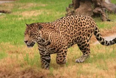 Jaguar