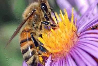 Abeja 3