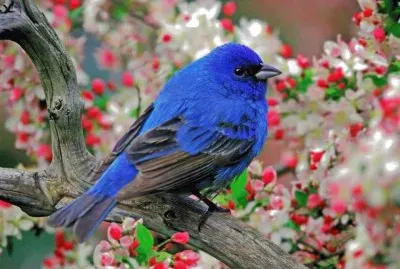 natural jigsaw puzzle