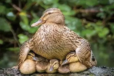 natural jigsaw puzzle