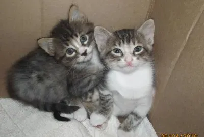 פאזל של Gatitos hermosos