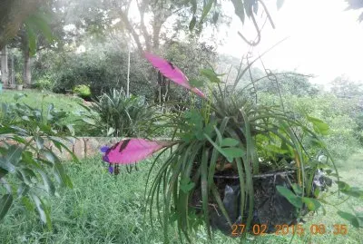 Plumitas rosadas (bromelia)