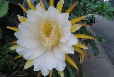 Flor de la Pitahaya (Arbelaez)