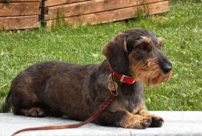 Bassotto a pelo duro