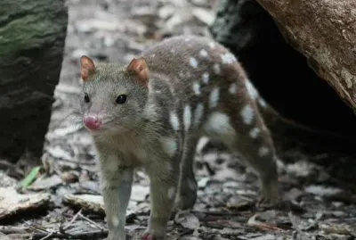 Marsupiale maculato