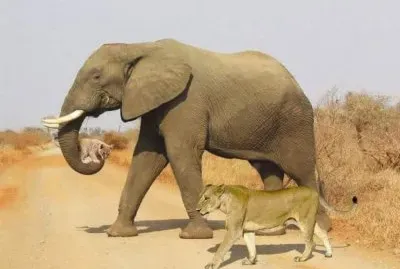 sensaciones jigsaw puzzle