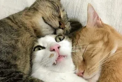 hhahahah jigsaw puzzle