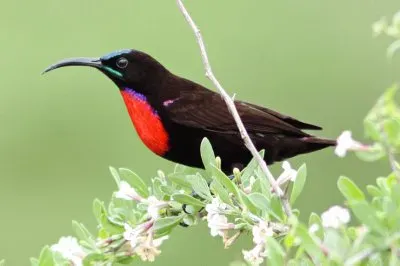 Nettarina di hunter jigsaw puzzle