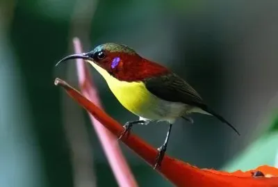 Nettarina di palawan jigsaw puzzle