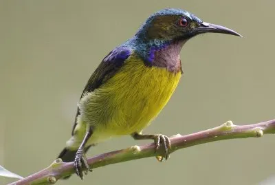 Nettarina golauniforme jigsaw puzzle