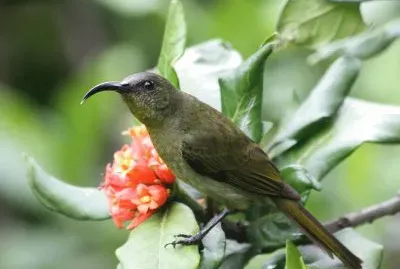Nettarina olivacea jigsaw puzzle