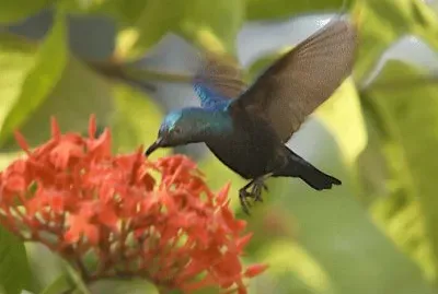 Nettarina purpurea jigsaw puzzle