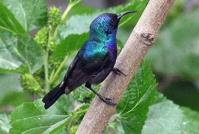 Nettarina della palestina jigsaw puzzle