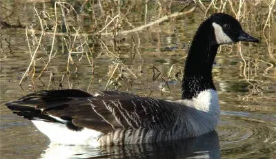 la bernache du Canada jigsaw puzzle