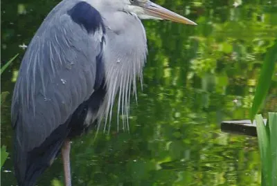 le hÃ©ron cendrÃ© jigsaw puzzle