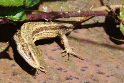 le lÃ©zard vivipare