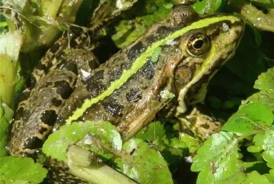 la grenouille verte jigsaw puzzle