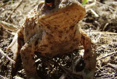 le crapaud commun jigsaw puzzle